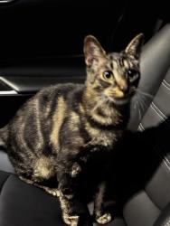 Lost Male Cat last seen Holyoke road and Lansford street , Philadelphia, PA 19114