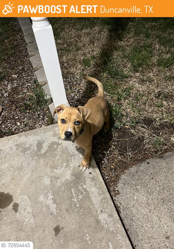 Found/Stray Male Dog last seen E Camp Wisdom Rd , Duncanville, TX 75116