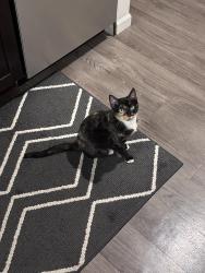 Lost Female Cat last seen East Central & N 127th Street, Wichita, KS 67206