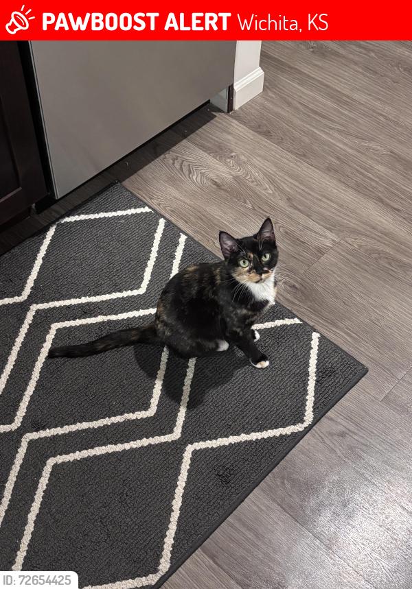 Lost Female Cat last seen East Central & N 127th Street, Wichita, KS 67206