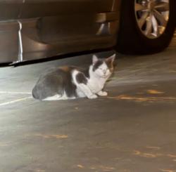 Found/Stray Unknown Cat last seen Val vista and pecos, Gilbert, AZ 85295
