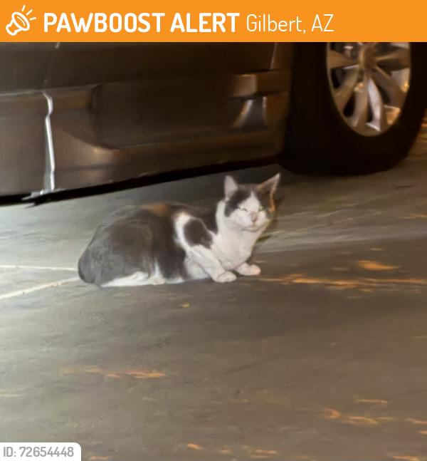 Found/Stray Unknown Cat last seen Val vista and pecos, Gilbert, AZ 85295