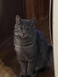 Lost Male Cat last seen Near Gibson Dr unit B Greenville South Carolina , Greenville, SC 29617