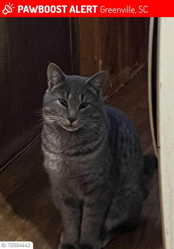 Lost Male Cat last seen Near Gibson Dr unit B Greenville South Carolina , Greenville, SC 29617