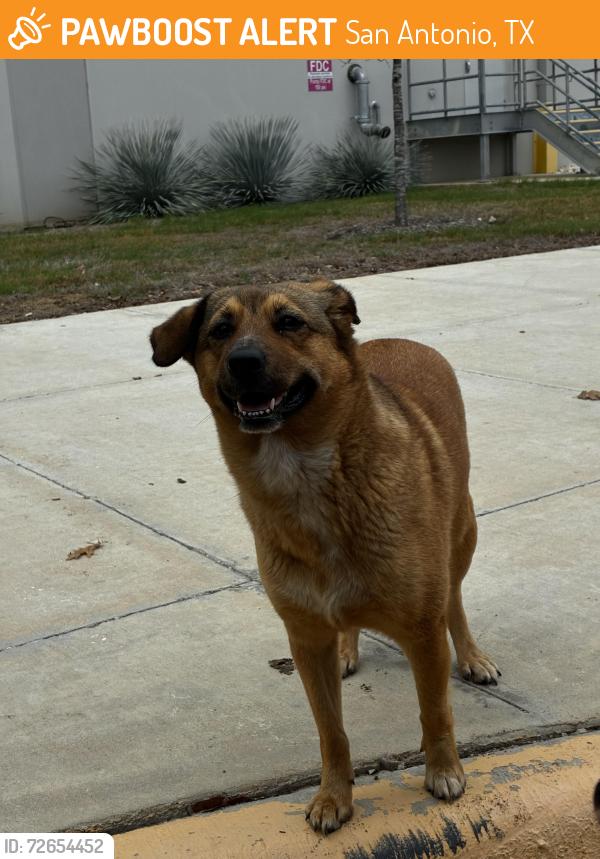 Found/Stray Unknown Dog last seen Near west and 1604, San Antonio, TX 78245