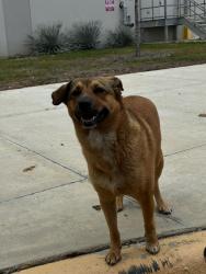 Found/Stray Unknown Dog last seen Near west and 1604, San Antonio, TX 78245