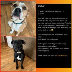 Lost Male Dog last seen Somerset Lane, Clay County, WV 25285