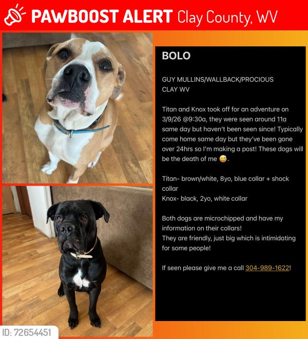 Lost Male Dog last seen Somerset Lane, Clay County, WV 25285