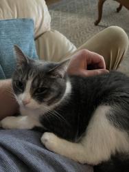 Lost Male Cat last seen Near Springwood , Brooklyn, OH 44144