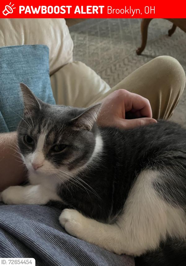 Lost Male Cat last seen Near Springwood , Brooklyn, OH 44144