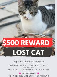 Lost Female Cat last seen Near S 1300 W Riverton, UT, Riverton, UT 84065