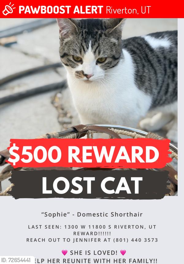Lost Female Cat last seen Near S 1300 W Riverton, UT, Riverton, UT 84065