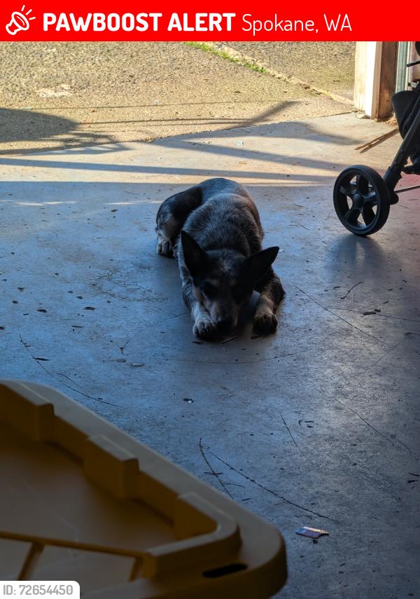Lost Female Dog last seen Petro stopping centers , Spokane, WA 99224