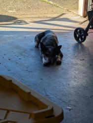 Lost Female Dog last seen Petro stopping centers , Spokane, WA 99224