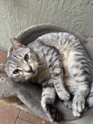Lost Male Cat last seen Marbella Park East, near clbh, Hialeah, FL 33015