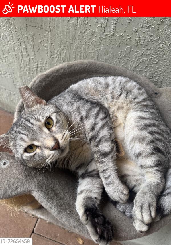 Lost Male Cat last seen Marbella Park East, near clbh, Hialeah, FL 33015