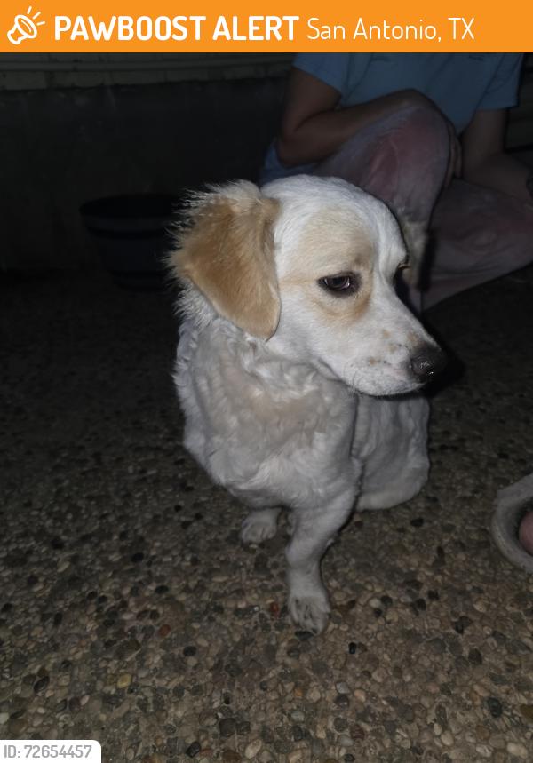 Found/Stray Male Dog last seen OAK HILLS TERRACE , San Antonio, TX 78240