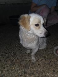 Found/Stray Male Dog last seen OAK HILLS TERRACE , San Antonio, TX 78240
