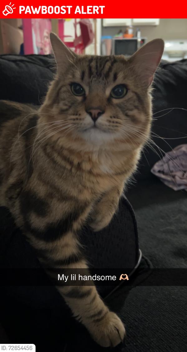 Lost Male Cat last seen Hathaway and Chippewa , Colorado Springs, CO 80915