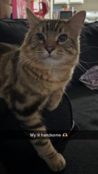 Lost Male Cat last seen Hathaway and Chippewa , Colorado Springs, CO 80915