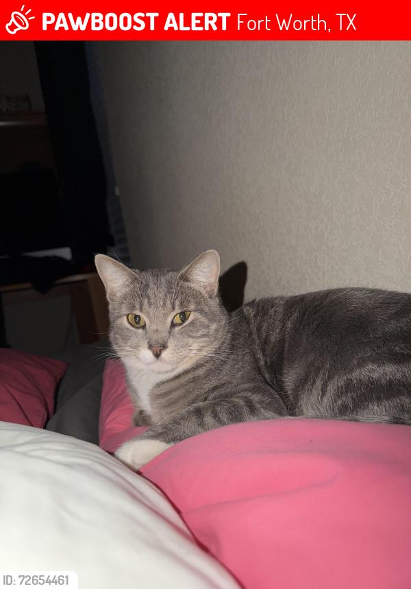 Lost Female Cat last seen Grayson ridge and Austin ridge Dr , Fort Worth, TX 76179