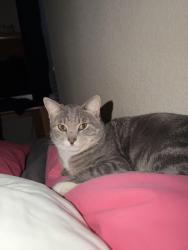 Lost Female Cat last seen Grayson ridge and Austin ridge Dr , Fort Worth, TX 76179