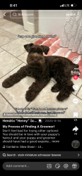 Found/Stray Female Dog last seen Torrance blvd, Torrance, CA 90503