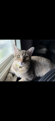Lost Male Cat last seen ottawa river rd and 104th street 43611, Toledo, OH 43611