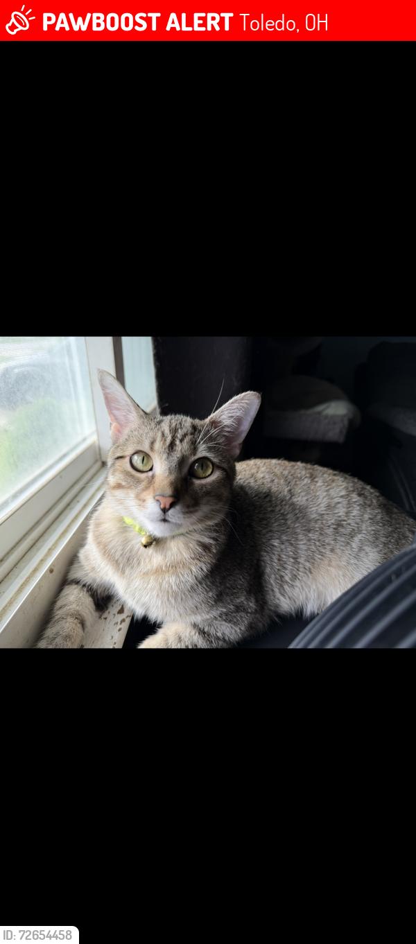 Lost Male Cat last seen ottawa river rd and 104th street 43611, Toledo, OH 43611
