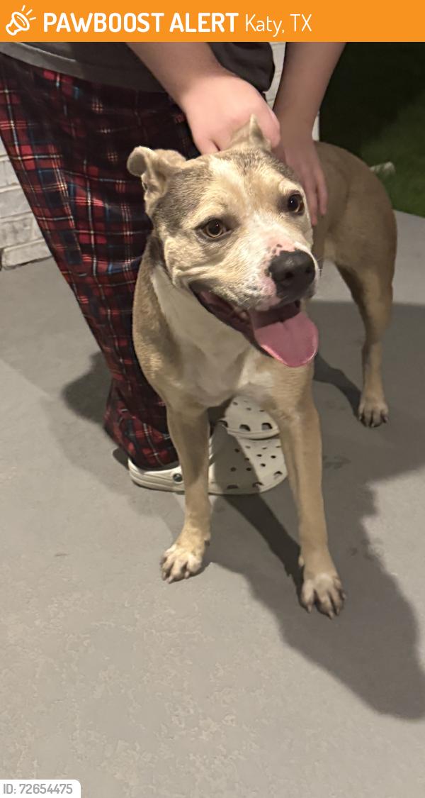Found/Stray Female Dog last seen Boudny Elementary , Katy, TX 77493