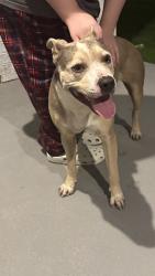 Found/Stray Female Dog last seen Boudny Elementary , Katy, TX 77493
