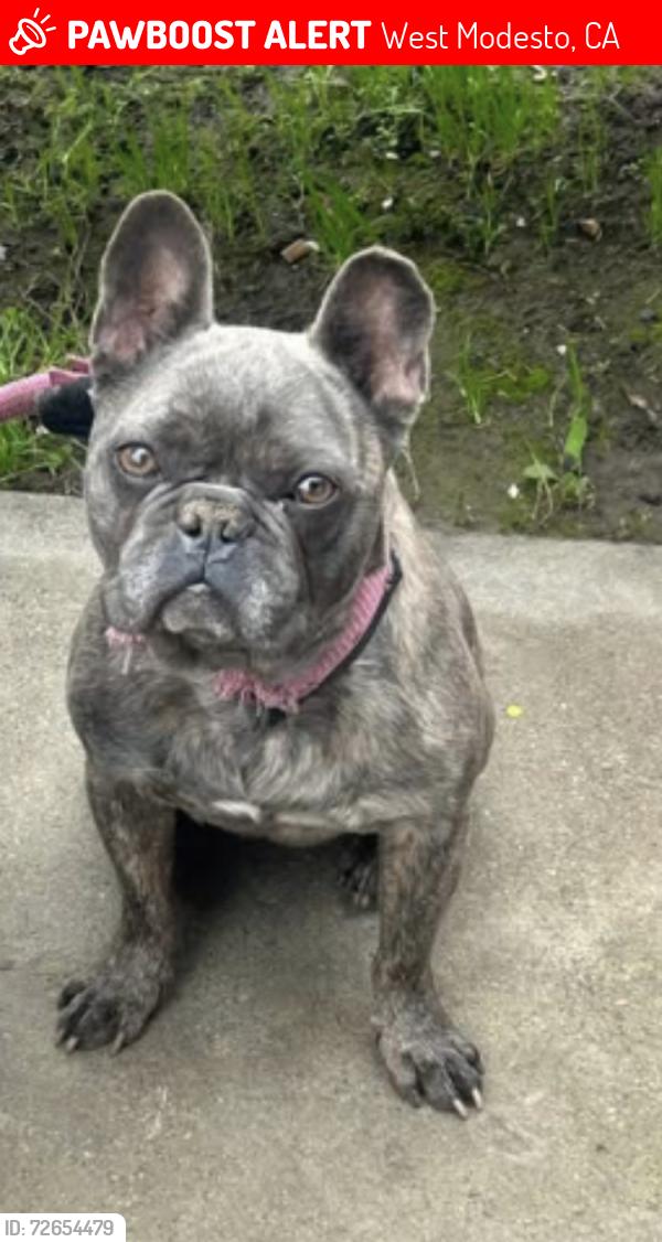 Lost Male Dog last seen j st, West Modesto, CA 95351