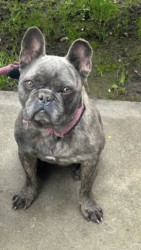 Lost Male Dog last seen j st, West Modesto, CA 95351