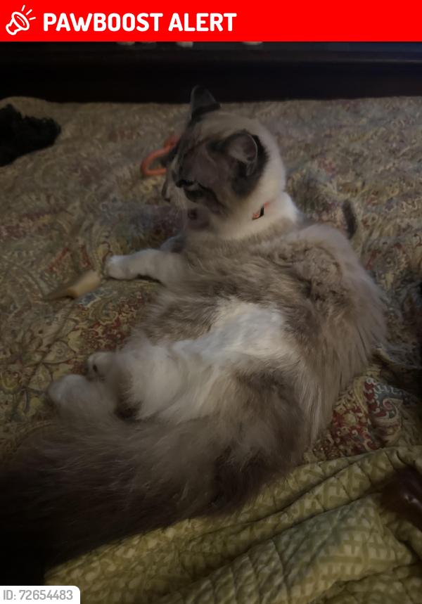 Lost Male Cat last seen Ellisboro rd. Stokesdale , Rockingham County, NC 27357