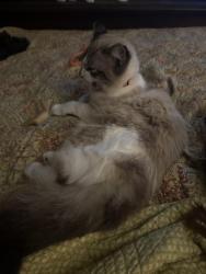 Lost Male Cat last seen Ellisboro rd. Stokesdale , Rockingham County, NC 27357