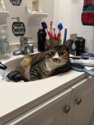 Lost Female Cat last seen Crown Heights, Melbourne, FL 32901