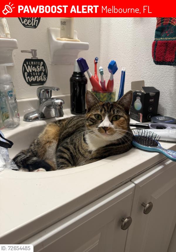 Lost Female Cat last seen Crown Heights, Melbourne, FL 32901