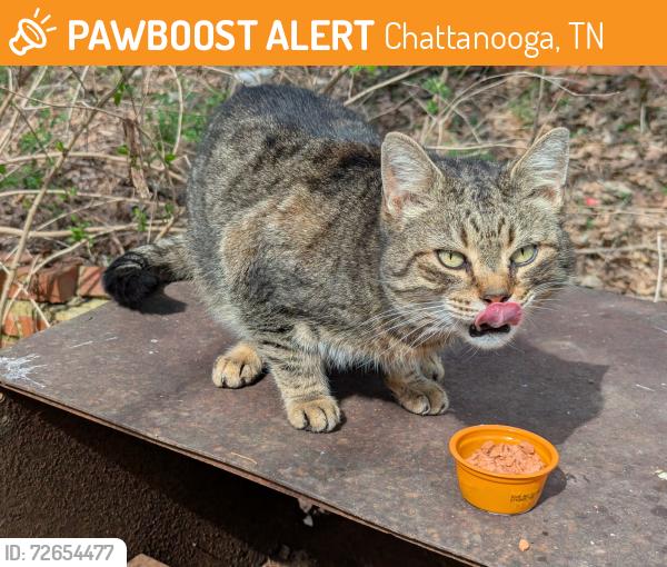 Found/Stray Unknown Cat last seen Between Hixson High School and Kamin Road , Chattanooga, TN 37343