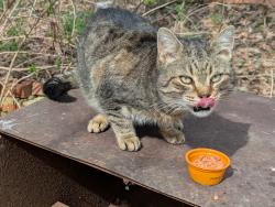 Found/Stray Unknown Cat last seen Between Hixson High School and Kamin Road , Chattanooga, TN 37343