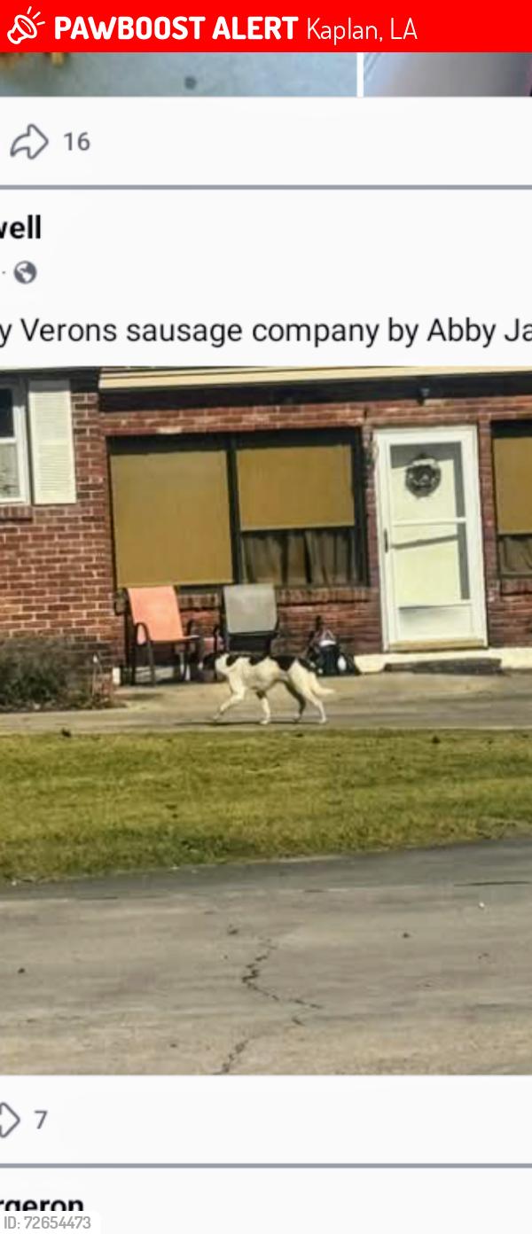 Lost Female Dog last seen Hwy 13 and bayou coutouture , Kaplan, LA 70548