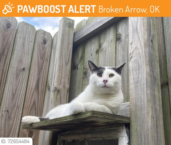 Found/Stray Male Cat last seen Arrow Springs Neighborhood, Broken Arrow, OK 74011