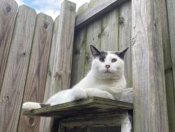 Found/Stray Male Cat last seen Arrow Springs Neighborhood, Broken Arrow, OK 74011