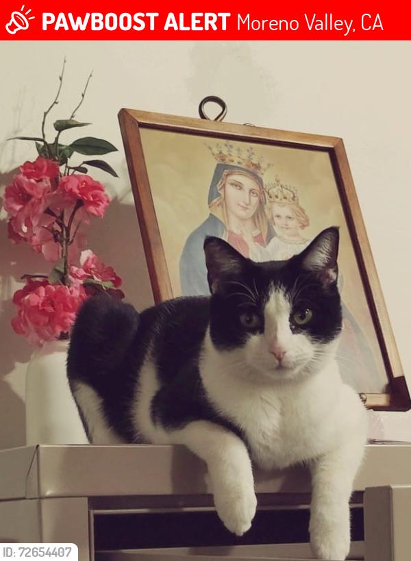 Lost Female Cat last seen Pigeon Pass Rd and Ironwood, Moreno Valley, CA 92557