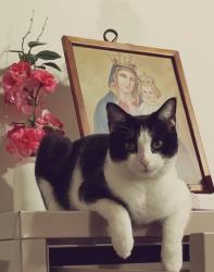 Lost Female Cat last seen Pigeon Pass Rd and Ironwood, Moreno Valley, CA 92557