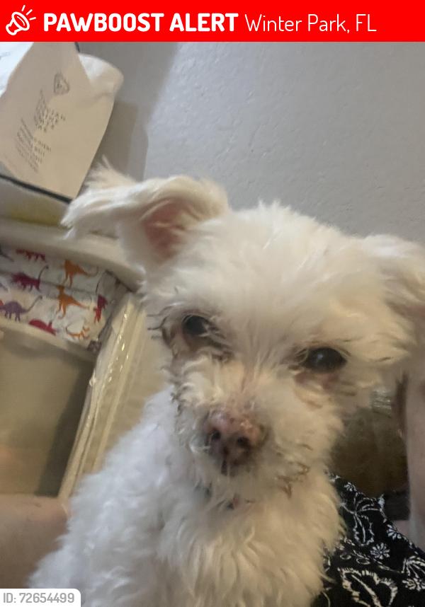 Lost Female Dog last seen Forsyth and university , Winter Park, FL 32792