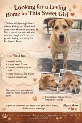 Found/Stray Female Dog last seen Silver Shores, Dykes Rd and Pembroke Rd, Miramar, FL 33027
