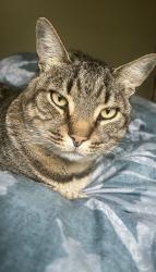 Lost Male Cat last seen College/Oswell, Bakersfield, CA 93301