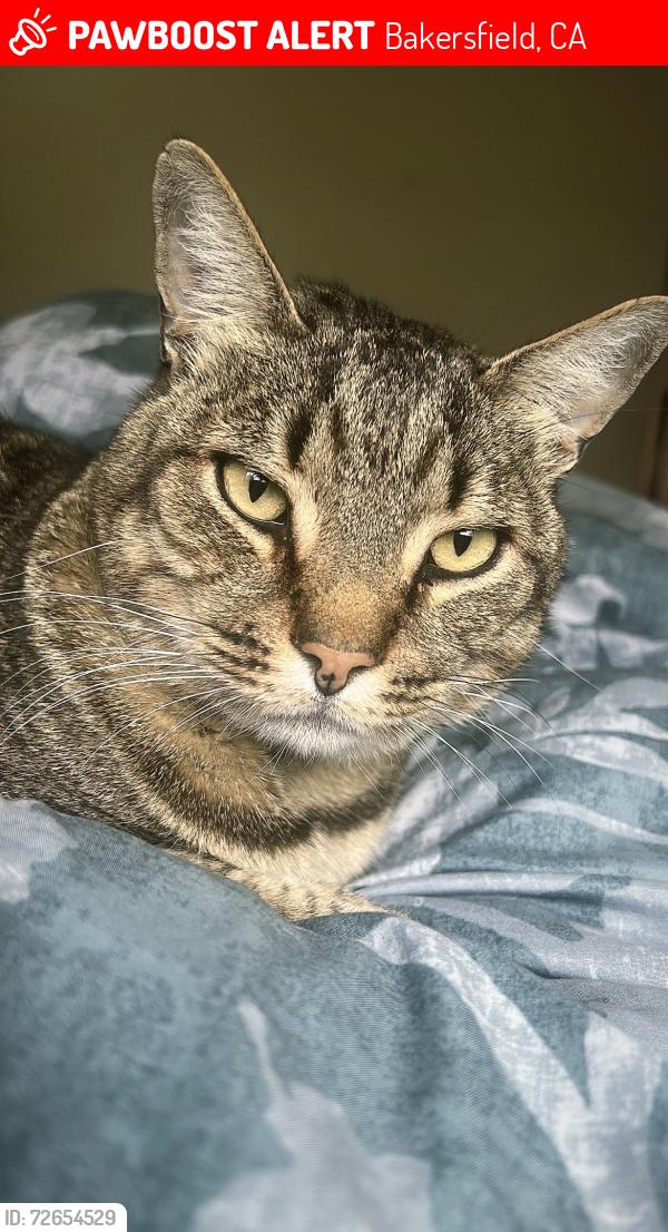 Lost Male Cat last seen College/Oswell, Bakersfield, CA 93301