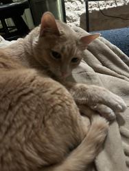 Lost Female Cat last seen Old Settlers Blvd, Round Rock, TX 78665