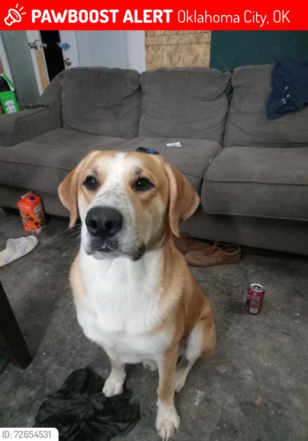 Lost Male Dog last seen 36th meridian , Oklahoma City, OK 73112